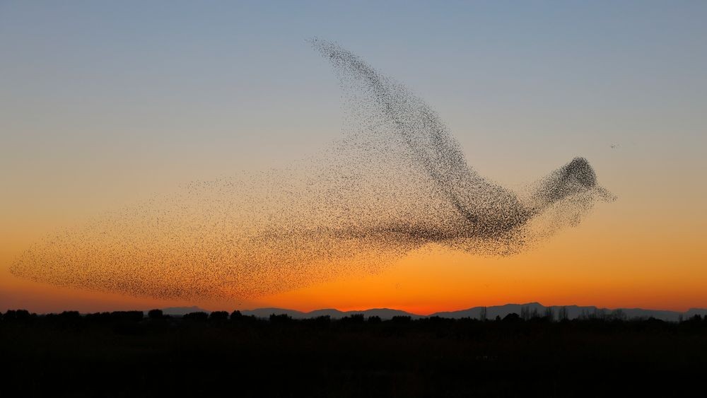 Škorce vytvorili na oblohe obrazec letiaceho vtáka.